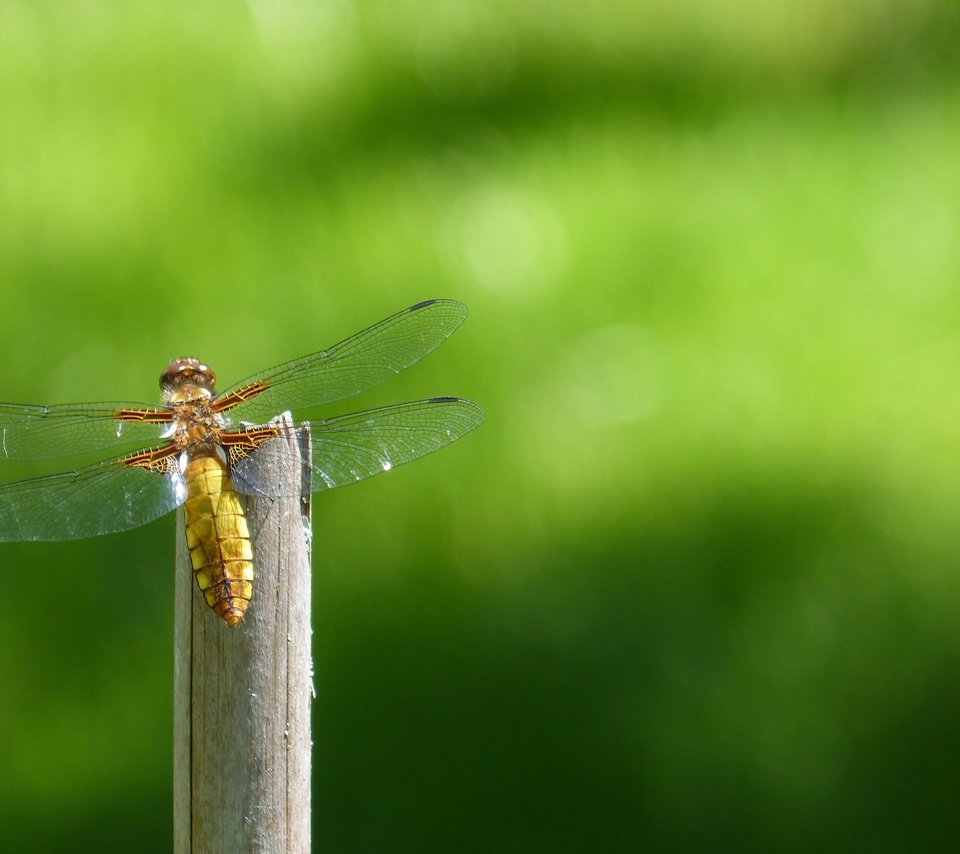 Обои природа, насекомое, крылья, стрекоза, стебель, боке, крупным планом, nature, insect, wings, dragonfly, stem, bokeh, closeup разрешение 4608x3072 Загрузить