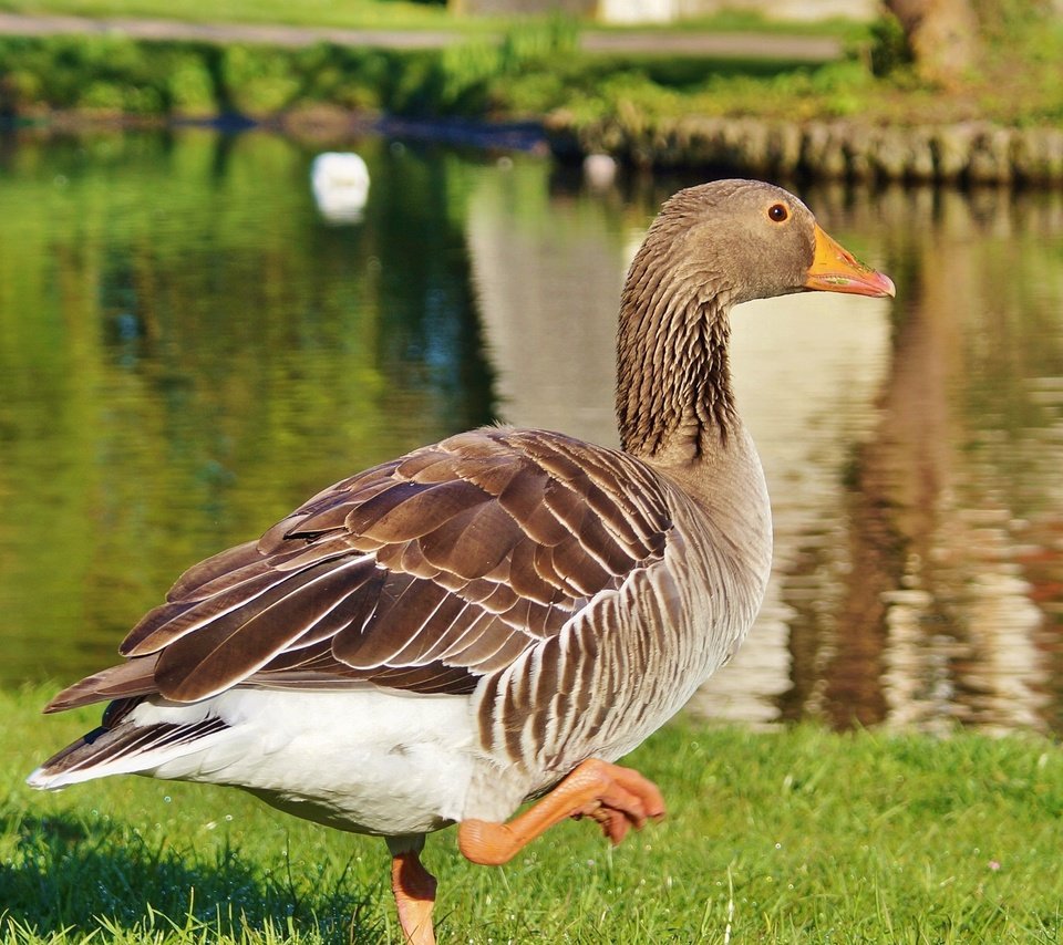 Обои озеро, птица, прогулка, гусь, lake, bird, walk, goose разрешение 3637x2422 Загрузить