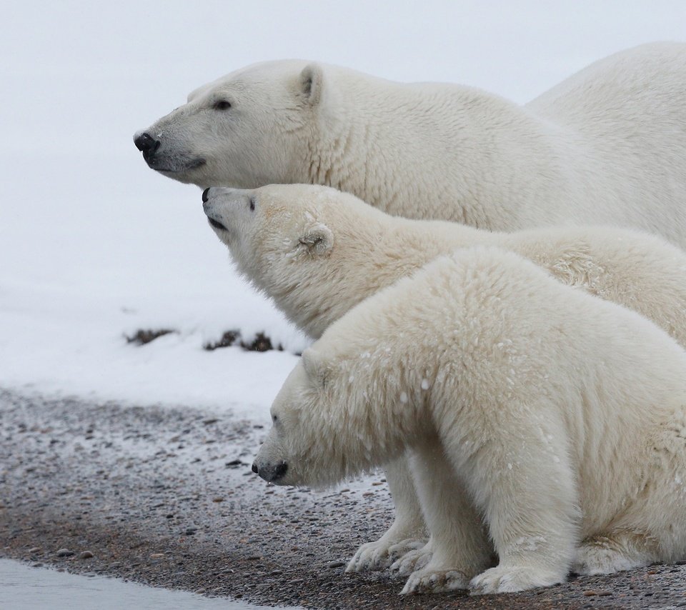 Обои полярный медведь, медведи, белый медведь, арктика, детеныши, медвежата, polar bear, bears, arctic, cubs разрешение 3000x1687 Загрузить