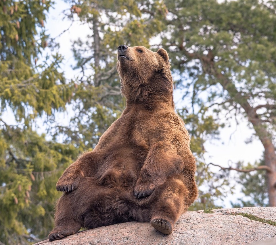 Обои деревья, природа, поза, медведь, камень, бурый медведь, trees, nature, pose, bear, stone, brown bear разрешение 2048x1365 Загрузить