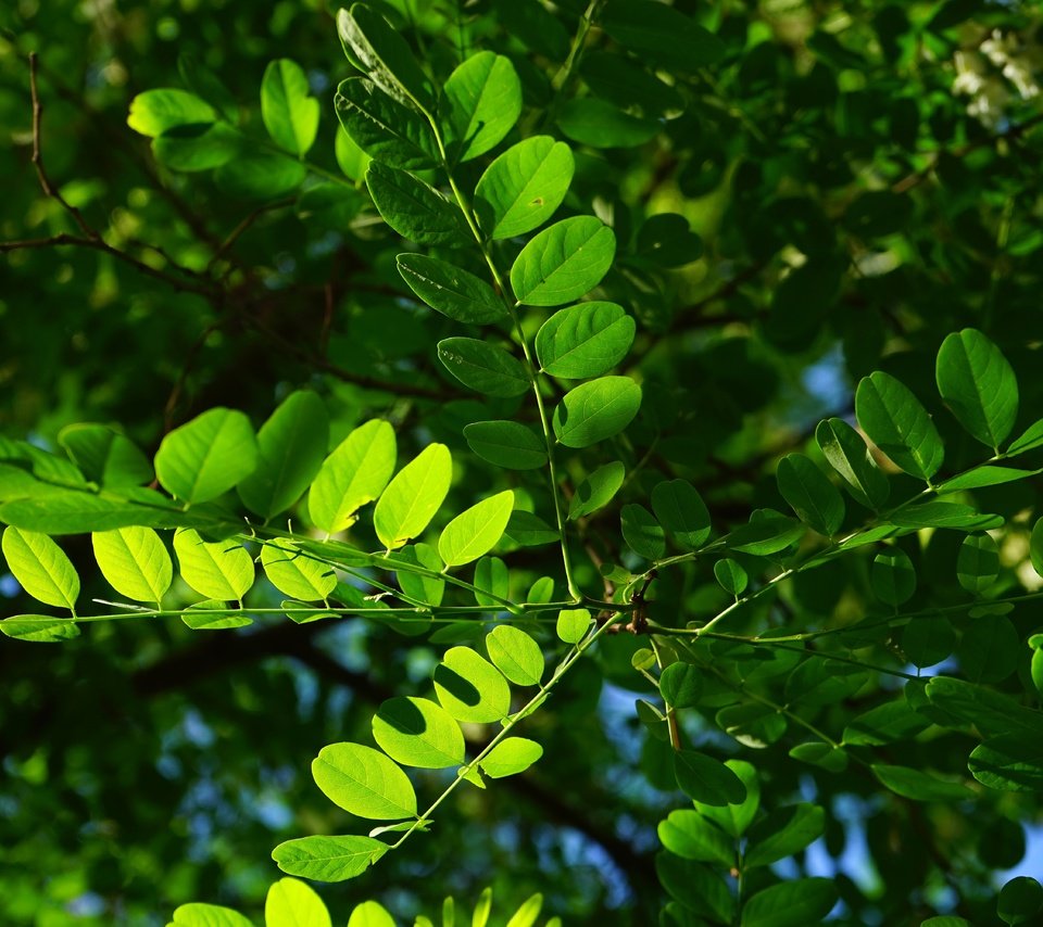 Обои свет, природа, листья, прожилки, растение, акация, light, nature, leaves, veins, plant, acacia разрешение 6000x4000 Загрузить