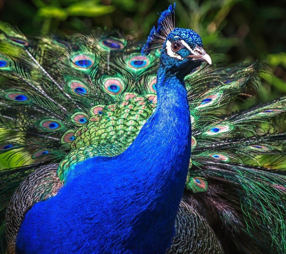 Обои природа, птица, клюв, павлин, перья, хвост, оперение, nature, bird, beak, peacock, feathers, tail разрешение 2048x1152 Загрузить