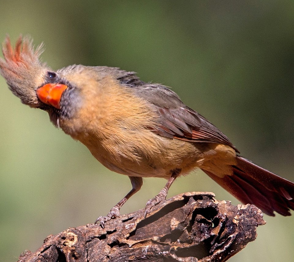 Обои птица, клюв, хвост, кардинал, красный кардинал, bird, beak, tail, cardinal, red cardinal разрешение 2048x1152 Загрузить