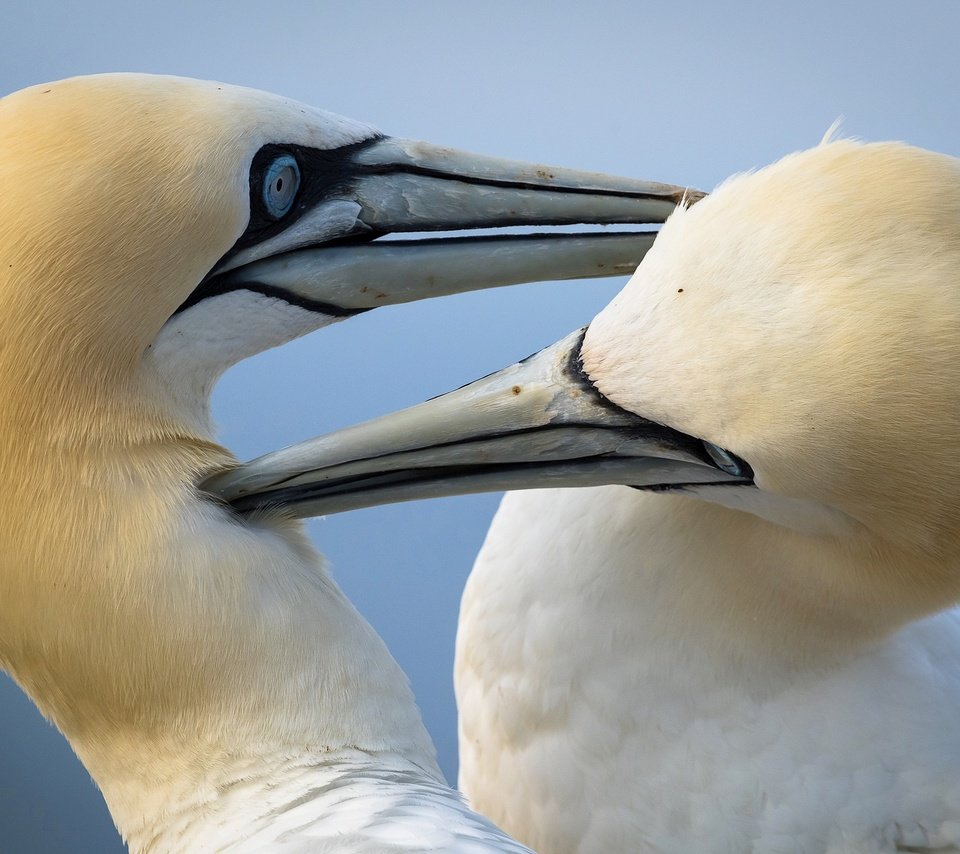 Обои птицы, птица, клюв, олуша, северная олуша, birds, bird, beak, gannet, the northern gannet разрешение 2048x1299 Загрузить