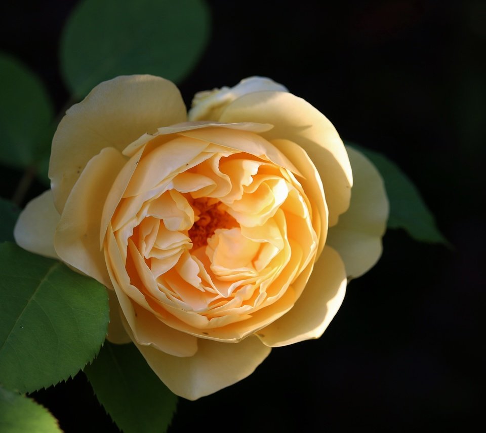Обои роза, желтая роза, rose, yellow rose разрешение 5155x3437 Загрузить