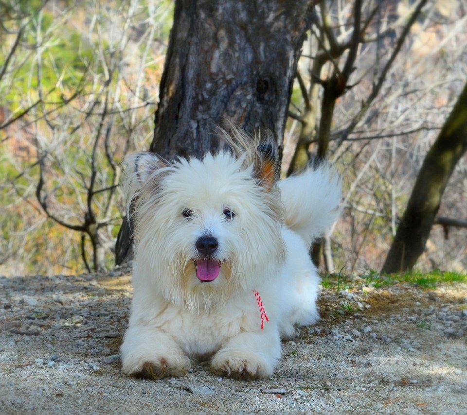 Обои собачка, вест-хайленд-уайт-терьер, dog, the west highland white terrier разрешение 3000x1841 Загрузить