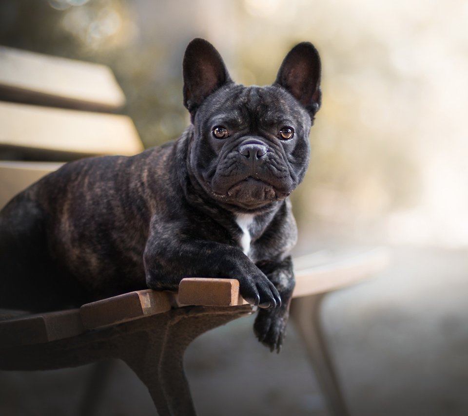 Обои собака, друг, скамья, французский бульдог, dog, each, bench, french bulldog разрешение 2560x1493 Загрузить