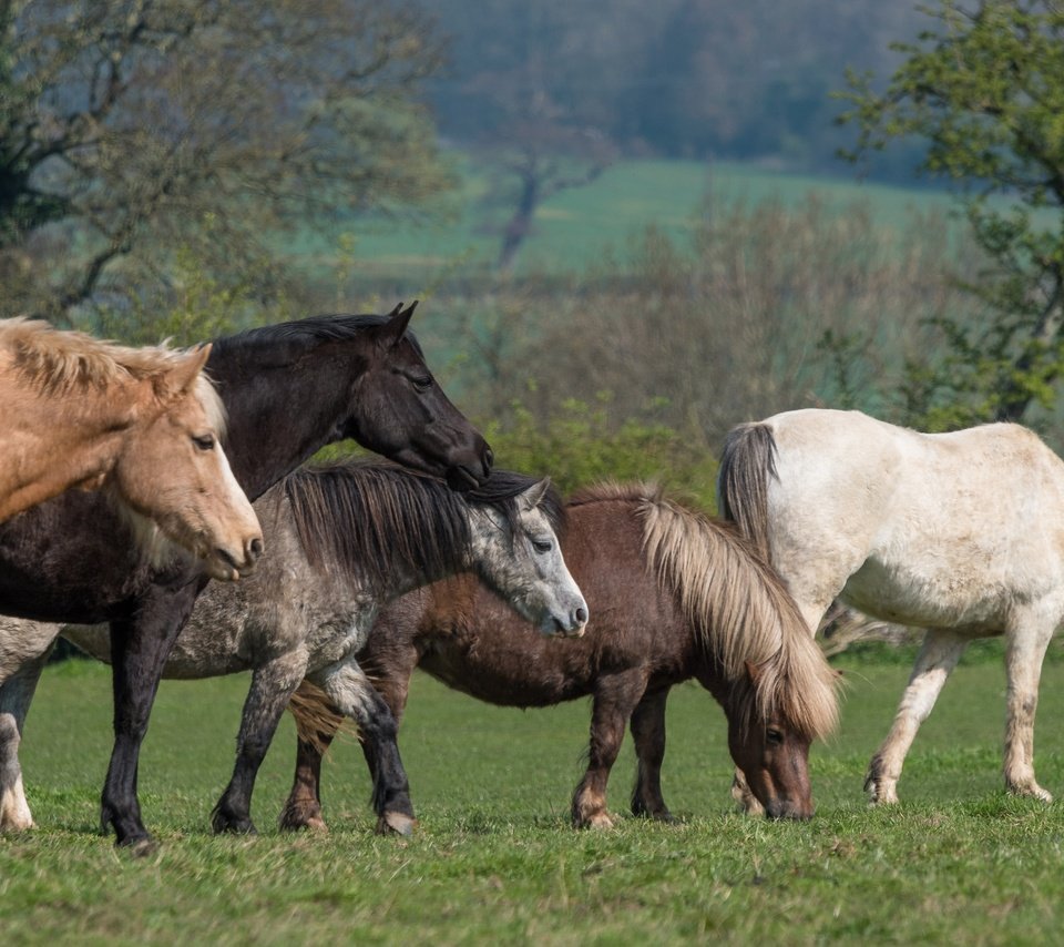 Обои трава, пони, деревья, природа, зелень, луг, лошади, кони, пастбище, grass, pony, trees, nature, greens, meadow, horse, horses, pasture разрешение 6016x3384 Загрузить