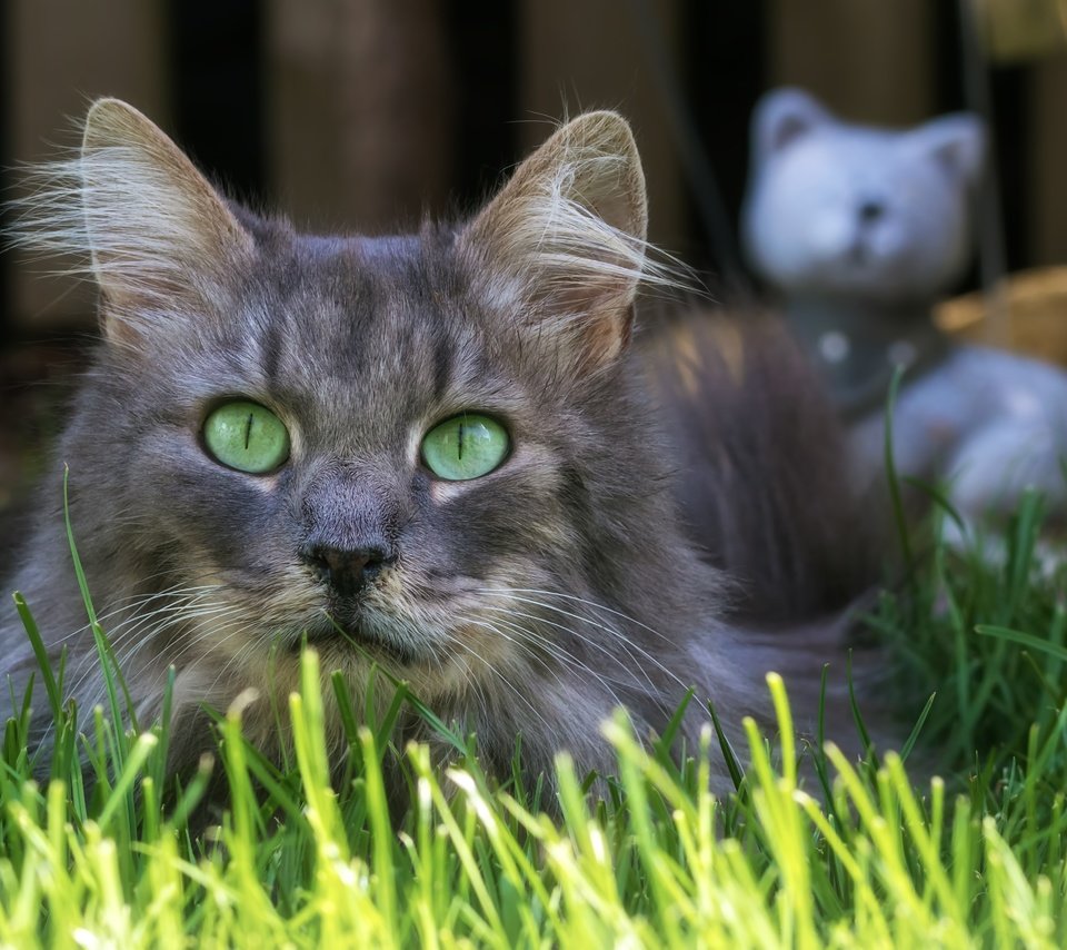 Обои трава, кот, мордочка, усы, кошка, взгляд, grass, cat, muzzle, mustache, look разрешение 5151x3434 Загрузить