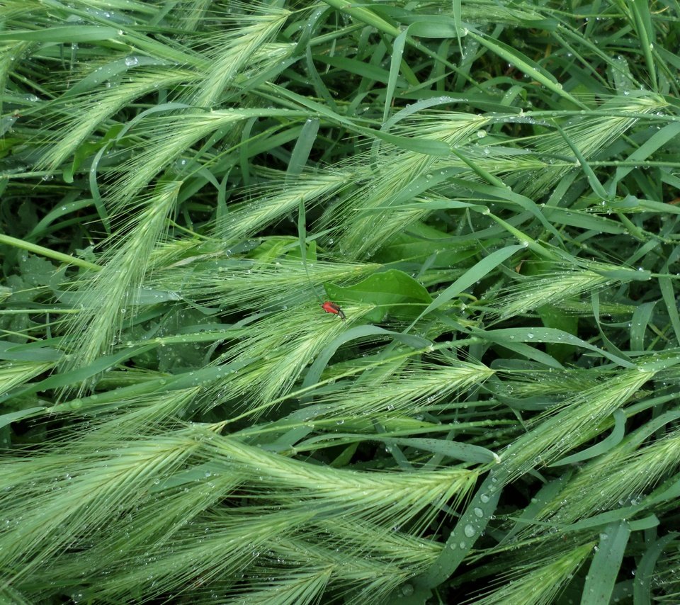 Обои трава, насекомое, капли, лето, дождь, колоски, grass, insect, drops, summer, rain, spikelets разрешение 4608x3456 Загрузить