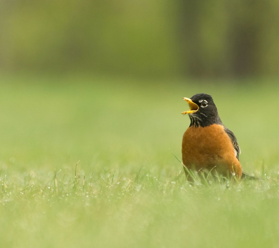 Обои трава, природа, птица, клюв, дрозд, странствующий дрозд, grass, nature, bird, beak, thrush, well, turdus migratorius разрешение 2048x1284 Загрузить