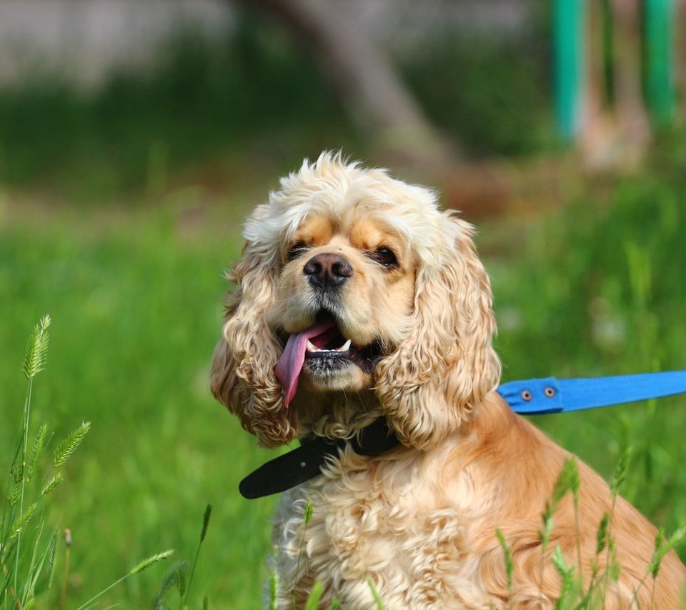 Обои трава, собака, друг, язык, поводок, спаниель, кокер-спаниель, grass, dog, each, language, leash, spaniel, cocker spaniel разрешение 1920x1280 Загрузить