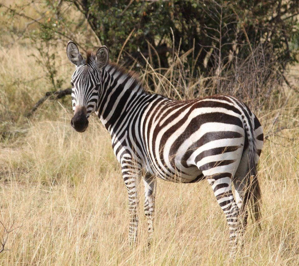 Обои трава, зебра, африка, животное, полосатая, серенгети, сафари, grass, zebra, africa, animal, striped, serengeti, safari разрешение 4752x3168 Загрузить