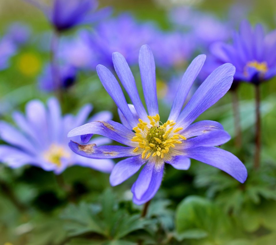 Обои цветы, лепестки, растение, анемоны, flowers, petals, plant, anemones разрешение 4928x3264 Загрузить