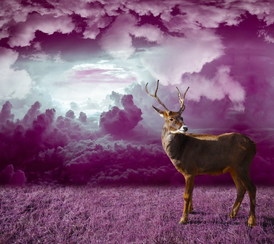 Обои трава, облака, олень, фотошоп, grass, clouds, deer, photoshop разрешение 3059x2160 Загрузить