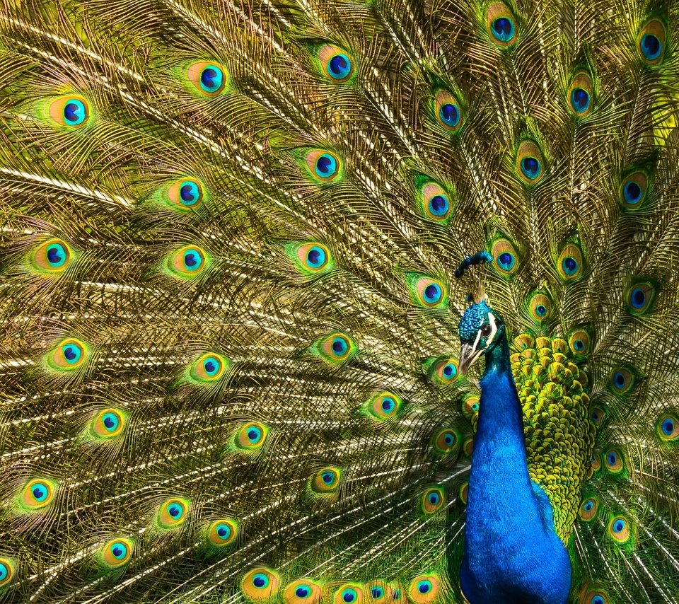 Обои узор, птица, павлин, перья, хвост, оперение, pattern, bird, peacock, feathers, tail разрешение 2880x1620 Загрузить