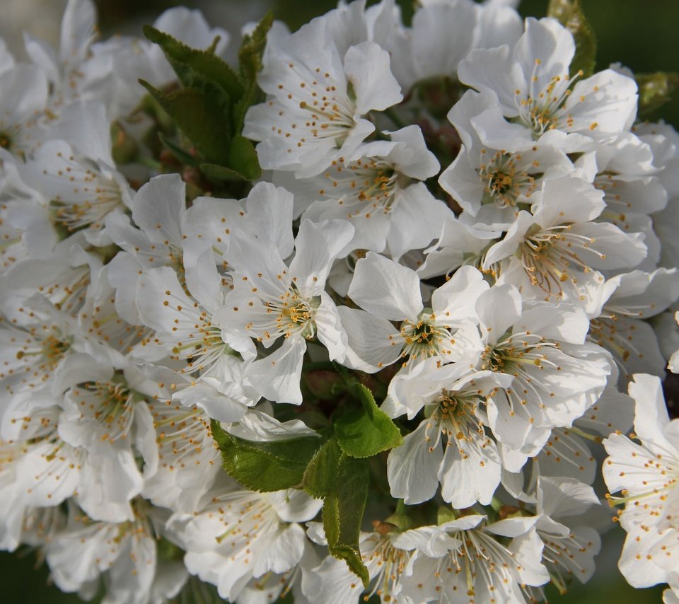 Обои цветы, ветка, цветение, листья, черешня, весна, flowers, branch, flowering, leaves, cherry, spring разрешение 2048x1365 Загрузить