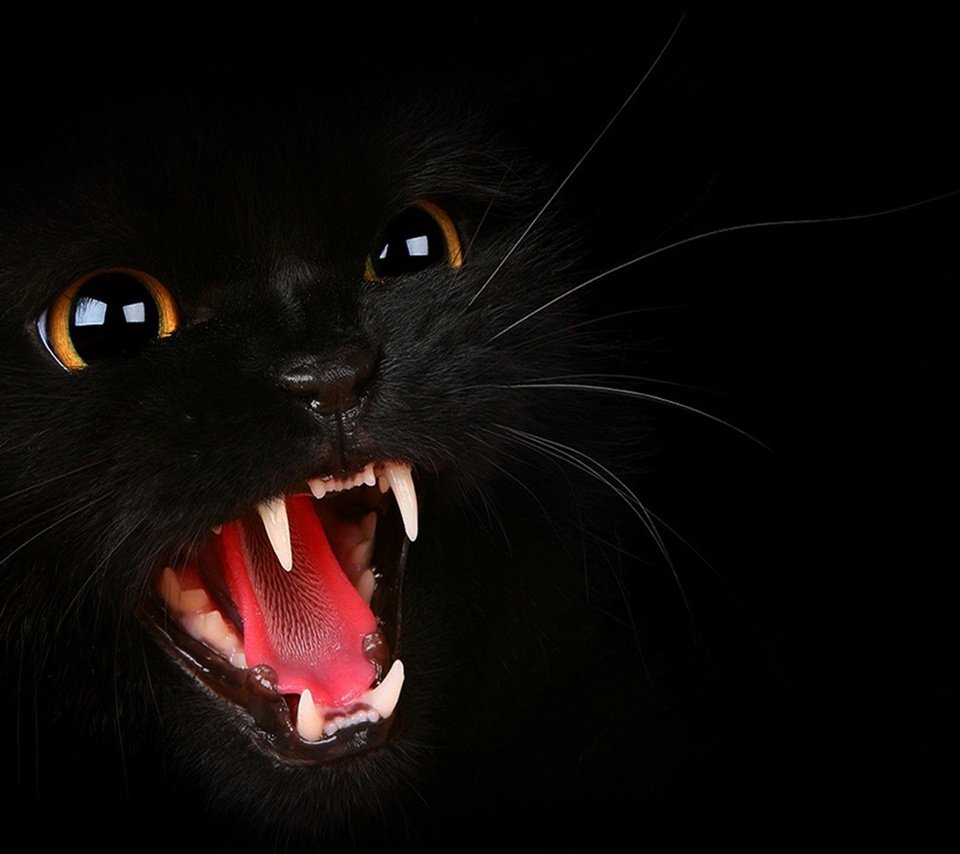 Обои глаза, морда, фон, кот, усы, кошка, взгляд, черный, зубы, teeth, eyes, face, background, cat, mustache, look, black разрешение 1920x1080 Загрузить