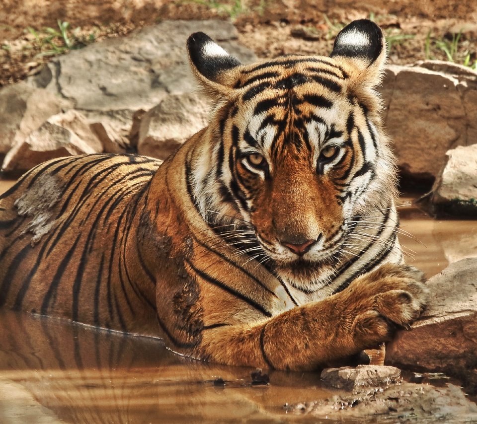 Обои тигр, природа, камни, водоем, дикие кошки, зоопарк, большие кошки, tiger, nature, stones, pond, wild cats, zoo, big cats разрешение 3602x2026 Загрузить