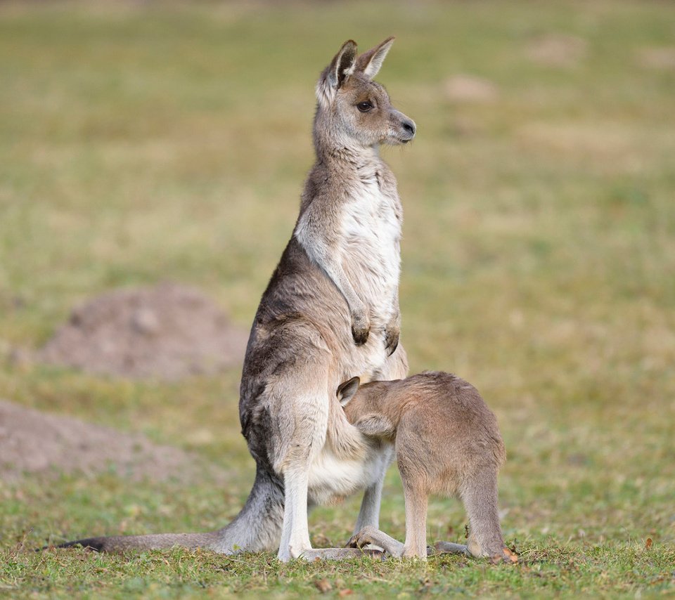 Обои трава, животные, кенгуру, детеныш, grass, animals, kangaroo, cub разрешение 1920x1200 Загрузить