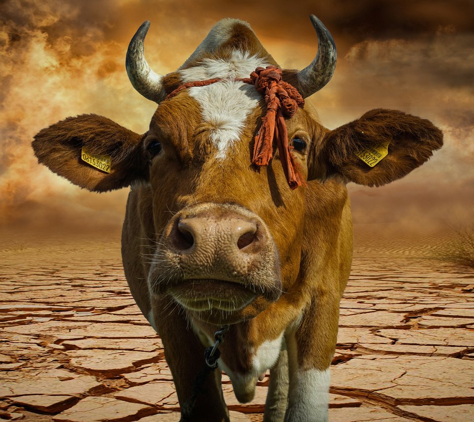 Обои морда, фон, кот, взгляд, рога, корова, face, background, cat, look, horns, cow разрешение 2560x1600 Загрузить