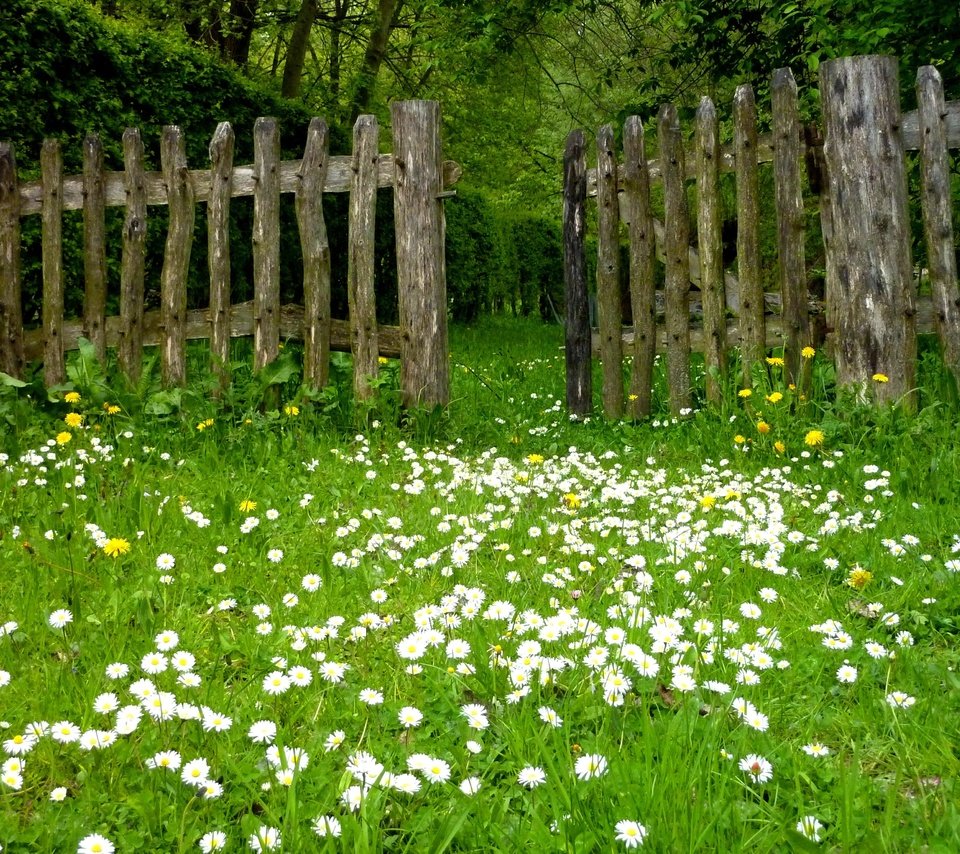 Обои цветы, трава, природа, забор, ромашки, одуванчики, лужайка, flowers, grass, nature, the fence, chamomile, dandelions, lawn разрешение 3648x2736 Загрузить