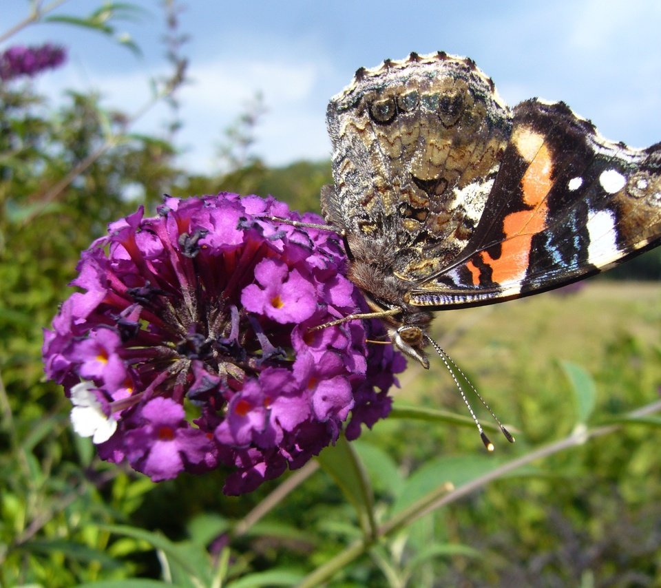 Обои насекомое, цветок, бабочка, крылья, адмирал, будлея, insect, flower, butterfly, wings, admiral разрешение 2816x2112 Загрузить