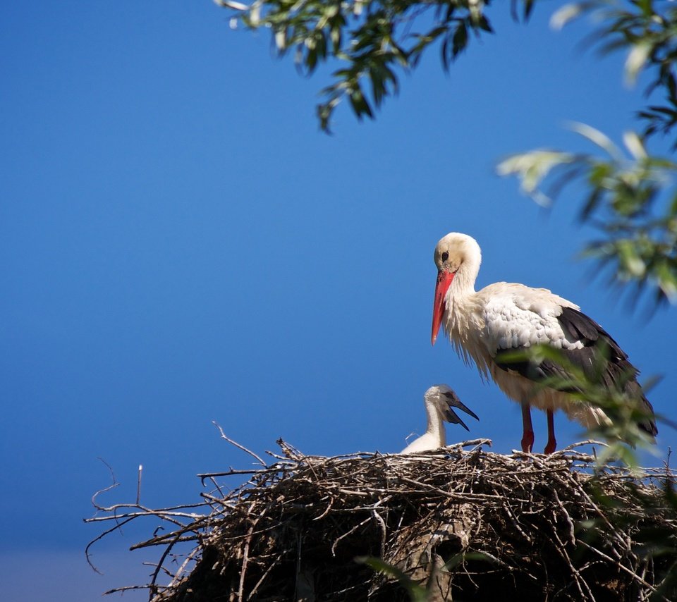 Обои небо, птенец, ветки, птицы, аист, гнездо, the sky, chick, branches, birds, stork, socket разрешение 2048x1367 Загрузить