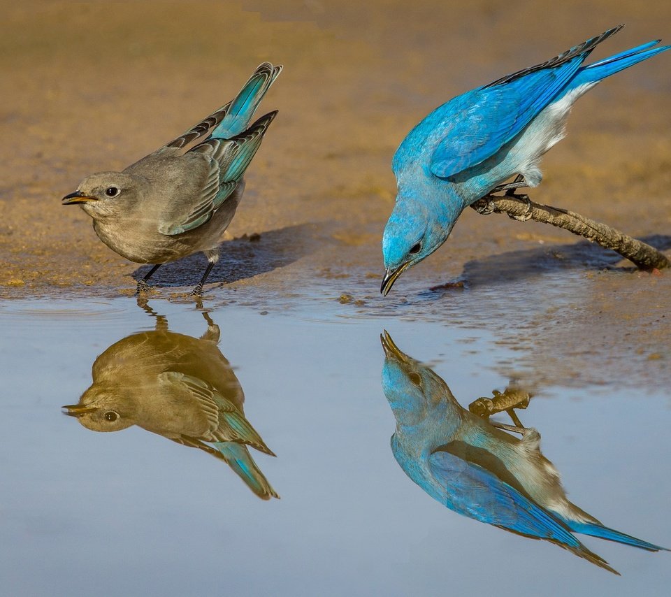 Обои отражение, птицы, клюв, пара, перья, голубая сиалия, reflection, birds, beak, pair, feathers, blue sialia разрешение 2048x1365 Загрузить