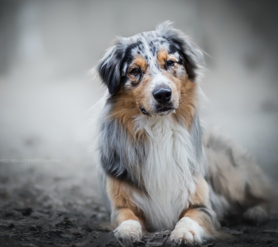 Обои глаза, взгляд, собака, австралийская овчарка, аусси, eyes, look, dog, australian shepherd, aussie разрешение 2560x1600 Загрузить