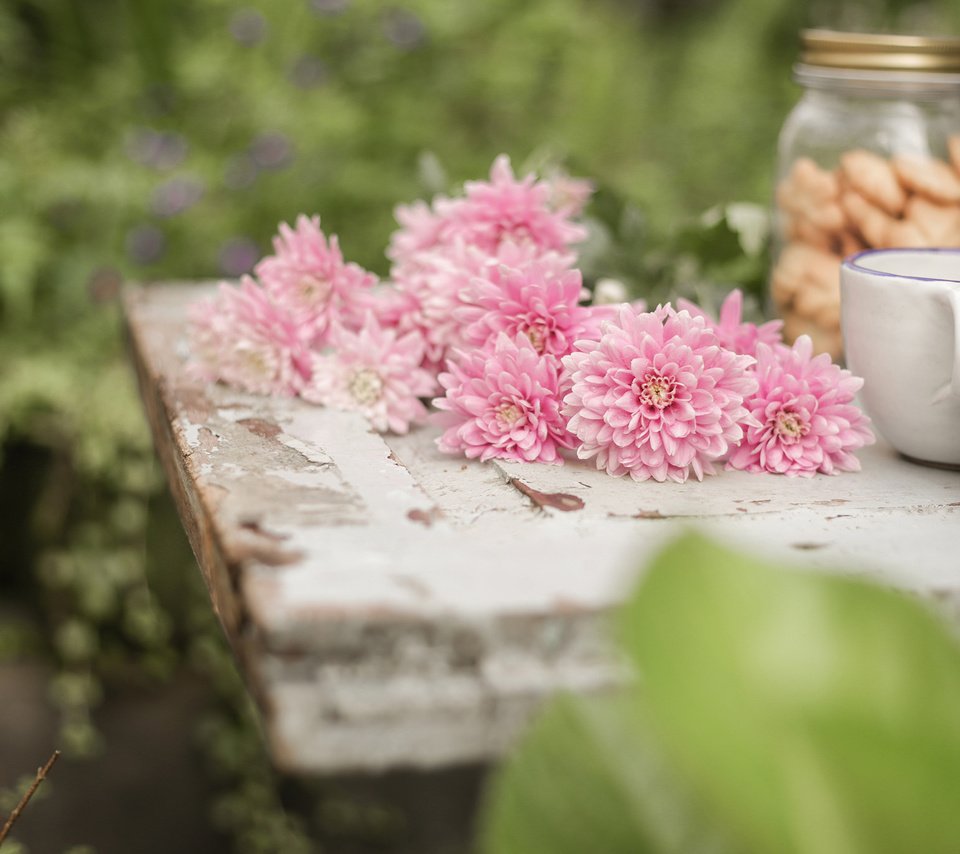 Обои цветы, фрукты, яблоки, чашки, натюрморт, астры, flowers, fruit, apples, cup, still life, asters разрешение 2560x1600 Загрузить