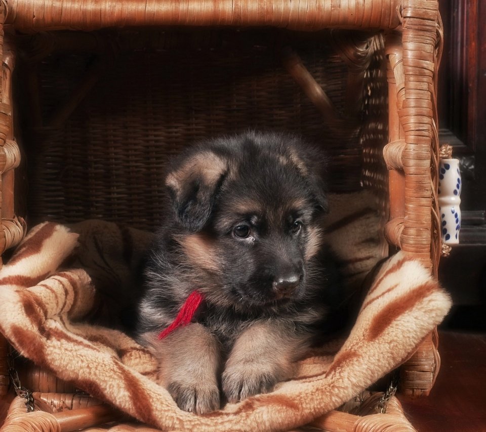 Обои собака, щенок, немецкая овчарка, dog, puppy, german shepherd разрешение 1920x1200 Загрузить