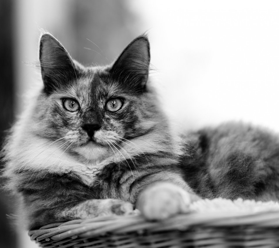 Обои кот, мордочка, усы, кошка, взгляд, чёрно-белое, cat, muzzle, mustache, look, black and white разрешение 2880x1800 Загрузить