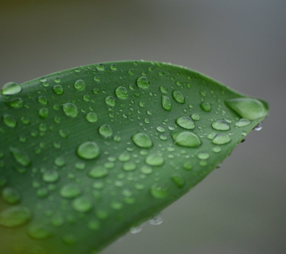 Обои природа, макро, роса, капли, лист, растение, капли воды, nature, macro, rosa, drops, sheet, plant, water drops разрешение 6016x4000 Загрузить