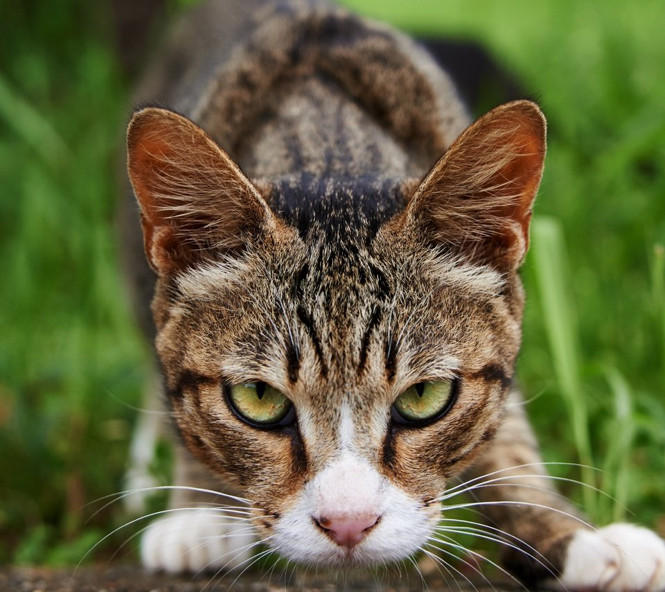 Обои глаза, трава, природа, поза, кот, мордочка, усы, кошка, взгляд, look, eyes, grass, nature, pose, cat, muzzle, mustache разрешение 5544x3118 Загрузить