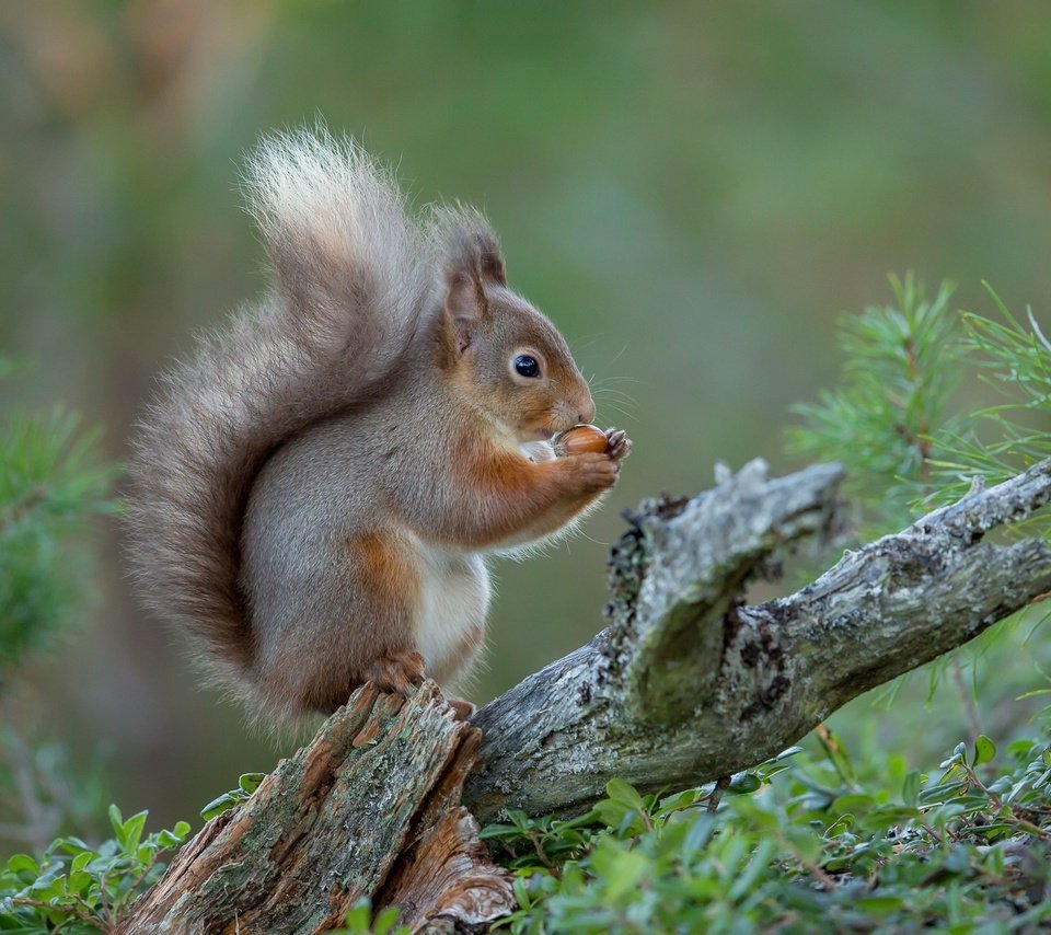 Обои природа, белка, зверек, nature, protein, animal разрешение 2048x1365 Загрузить