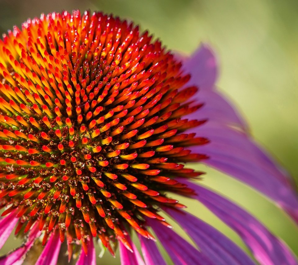 Обои макро, цветок, лепестки, эхинацея, macro, flower, petals, echinacea разрешение 2048x1365 Загрузить