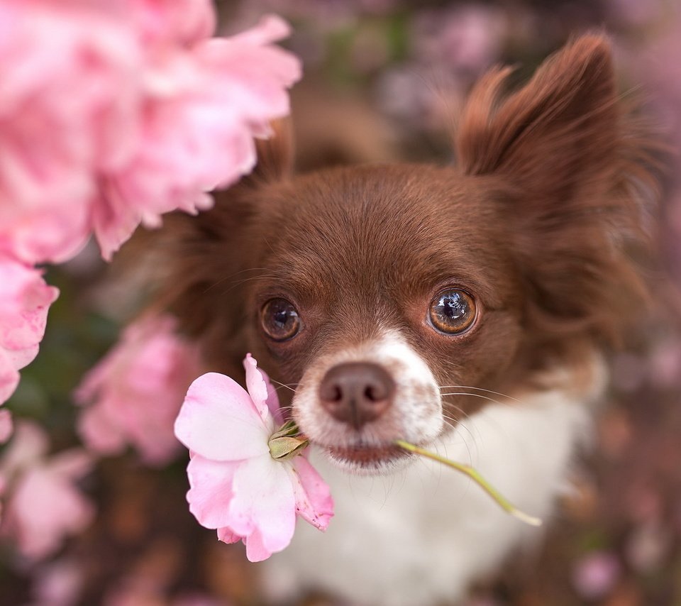 Обои цветы, взгляд, собака, животное, пес, чихуахуа, flowers, look, dog, animal, chihuahua разрешение 1920x1200 Загрузить