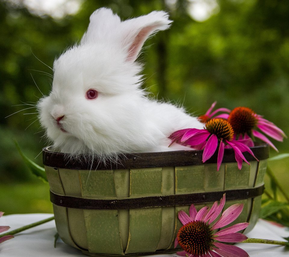 Обои цветы, ушки, кролик, животное, корзинка, зайчик, ведро, flowers, ears, rabbit, animal, basket, bunny, bucket разрешение 2048x1365 Загрузить