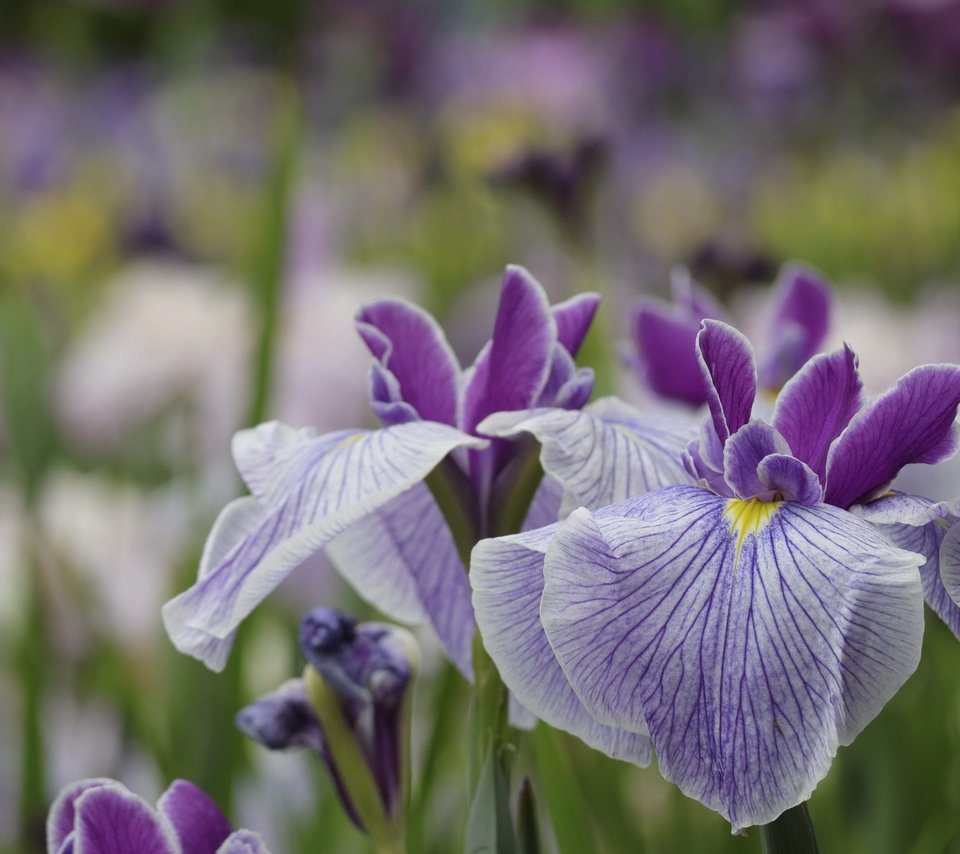 Обои цветы, макро, лепестки, сад, размытость, ирис, flowers, macro, petals, garden, blur, iris разрешение 1920x1280 Загрузить