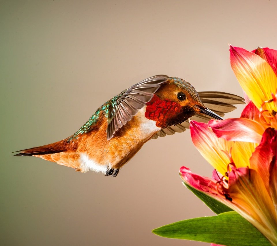 Обои цветы, птицы, птица, клюв, перья, колибри, колибри аллена, flowers, birds, bird, beak, feathers, hummingbird, hummingbird allen разрешение 2048x1366 Загрузить