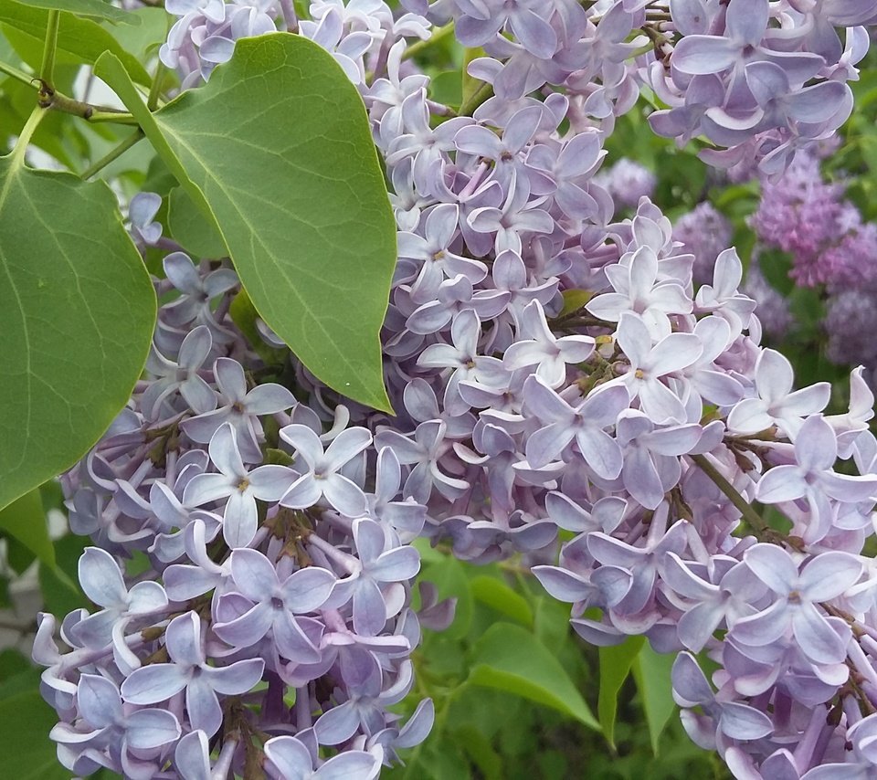 Обои цветы, цветение, зелень, листья, весна, сирень, май, flowers, flowering, greens, leaves, spring, lilac, may разрешение 3264x1836 Загрузить