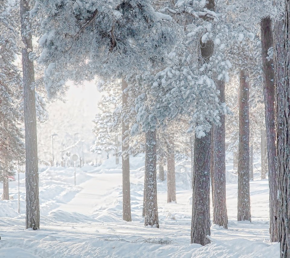 Обои деревья, снег, лес, зима, сосны, trees, snow, forest, winter, pine разрешение 2048x1364 Загрузить