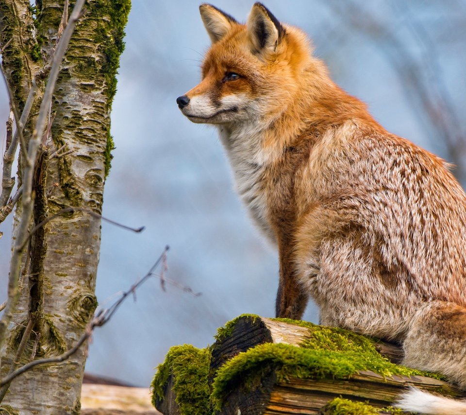 Обои дерево, животные, рыжая, лиса, профиль, мох, лисица, хвост, tree, animals, red, fox, profile, moss, tail разрешение 4829x2716 Загрузить