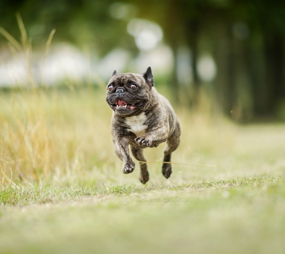 Обои фон, собака, бег, французский бульдог, background, dog, running, french bulldog разрешение 2560x1707 Загрузить