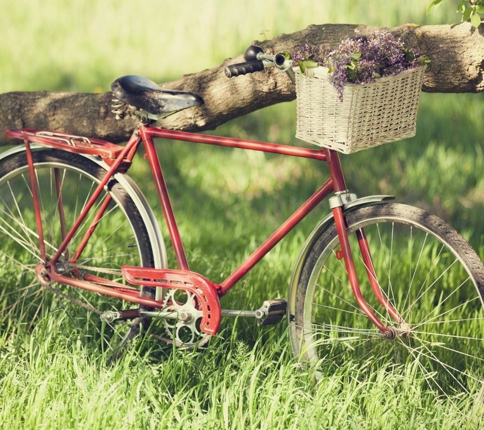 Обои корзинка с цветами, старый велосипед, a basket of flowers, old bike разрешение 1920x1200 Загрузить