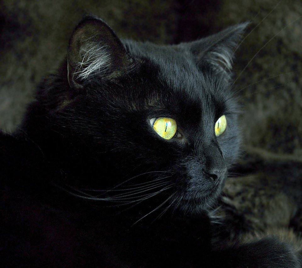Обои кот, мордочка, усы, кошка, взгляд, черный, cat, muzzle, mustache, look, black разрешение 1920x1200 Загрузить
