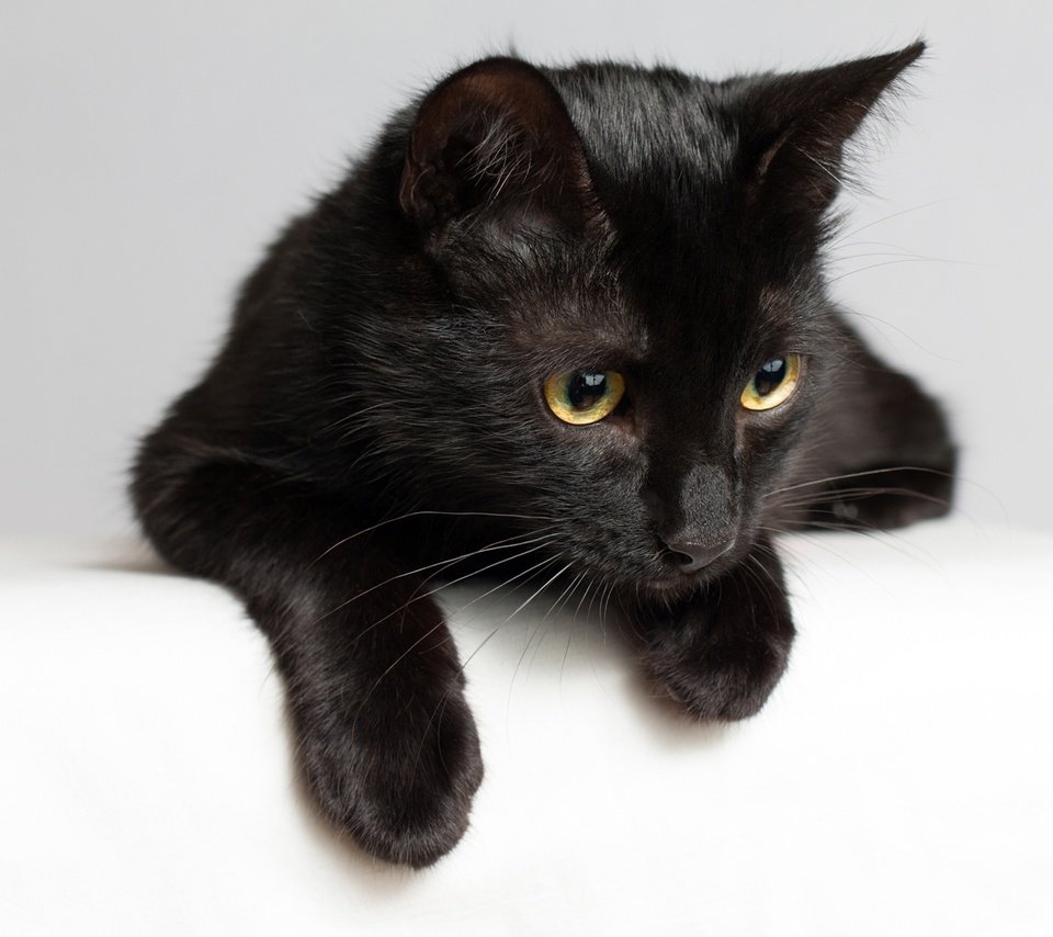 Обои кот, мордочка, усы, кошка, взгляд, черная, cat, muzzle, mustache, look, black разрешение 1920x1440 Загрузить
