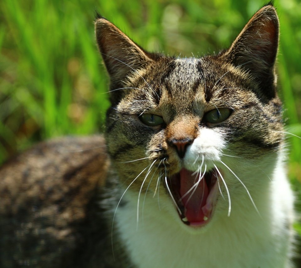 Обои кот, мордочка, усы, шерсть, кошка, взгляд, мордашка, зевает, cat, muzzle, mustache, wool, look, face, yawns разрешение 1920x1280 Загрузить