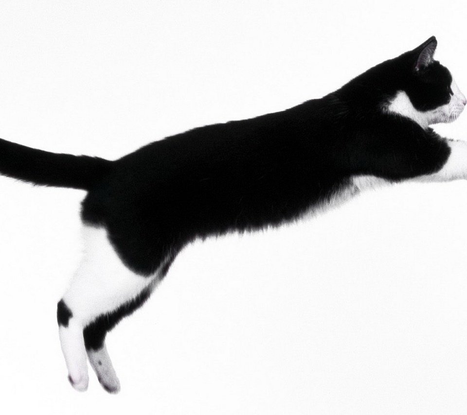 Кот прыгает